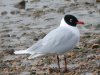 Mediterranean Gull at Westcliff Seafront (Steve Arlow) (172223 bytes)